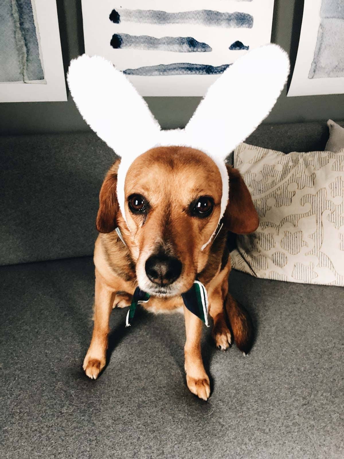 A brown dog wearing a headband with rabbit ears.